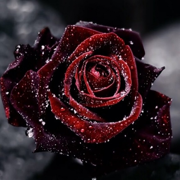 Meet your Posher, Signe - Picture 1 of 1